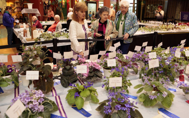 African violets get their day in the (mall)